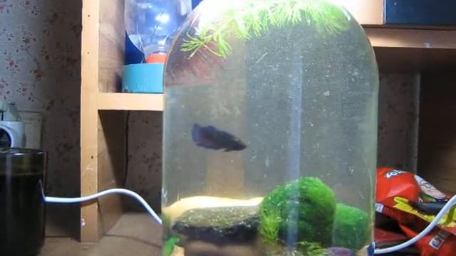 Жизнь рыбок петушков №4 смотреть онлайн