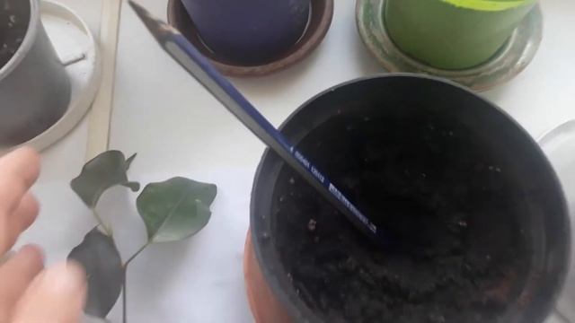 #комнатныецветые / Размножение фикусов Бенджамина сорта Стар Лайт, Кинки и Даниэль. Экспресс обзор смотреть онлайн
