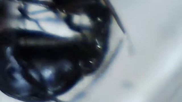 Матка ест муху крупным планом