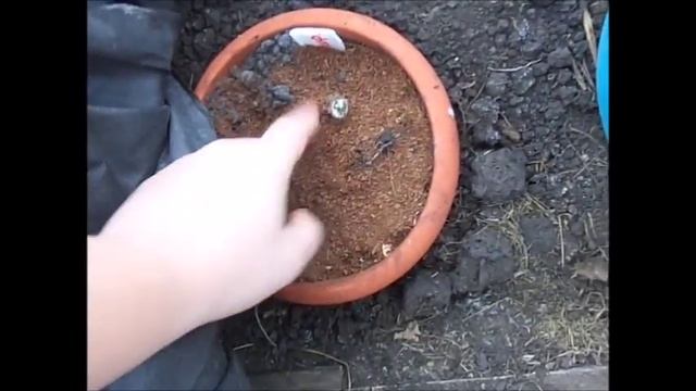 Хризантемы.Хранение зимой в теплице. смотреть онлайн