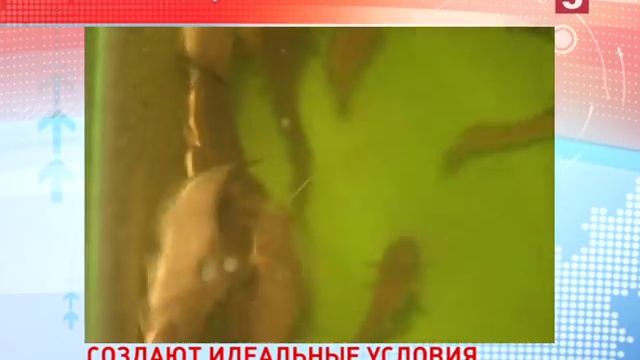Рыба искусственного разведения: как её выращивают и как выбрать хорошую. "Есть можно!" смотреть онлайн