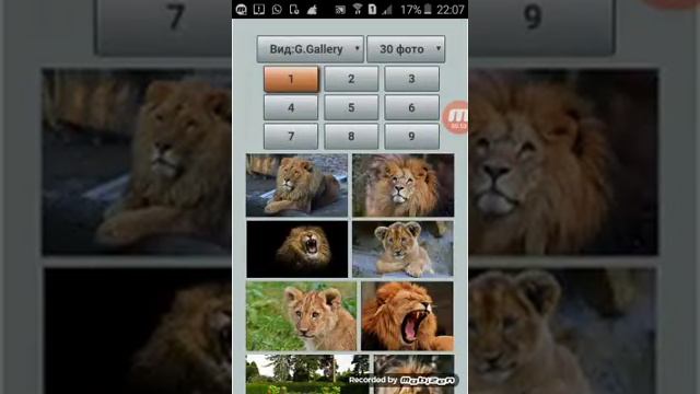 Картинки львов смотреть онлайн