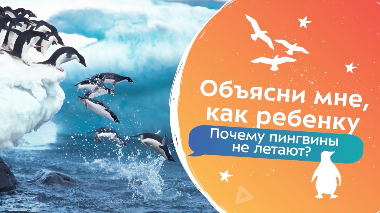 Почему пингвины не летают? | Объясни мне, как ребенку!