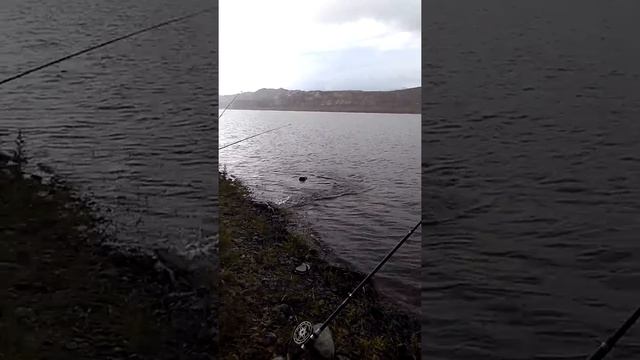 Токтогульская водохранилище рыбалка на сазан смотреть онлайн
