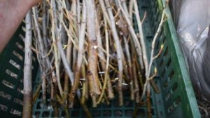 Мульча!Где взять?Как черенковать пирамидальный тополь?