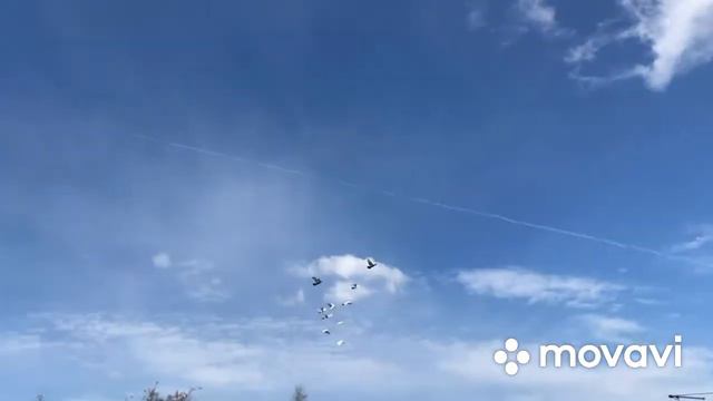 Полёты бакинских голубей смотреть онлайн
