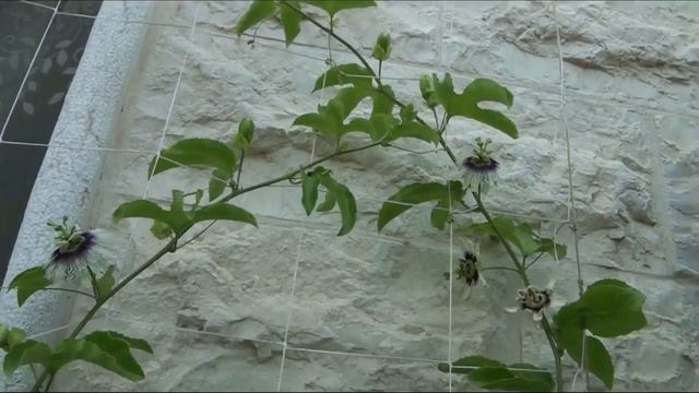 Passiflora edulis - my experience смотреть онлайн
