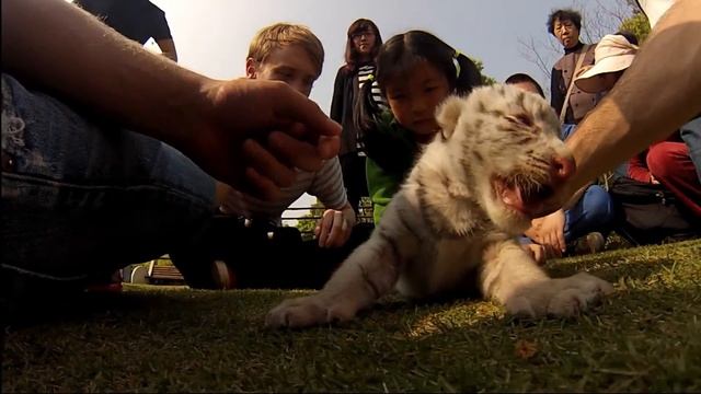 Shanghai Wild Animal Park - April 2014 смотреть онлайн