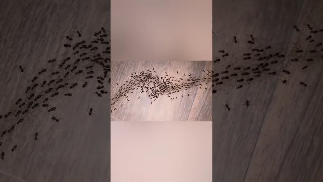 Их целеустремлённость напрягает! ??? bayoun.ru смотреть онлайн