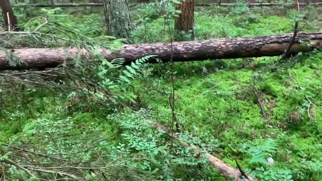 Собираем чернику ягодосборником смотреть онлайн