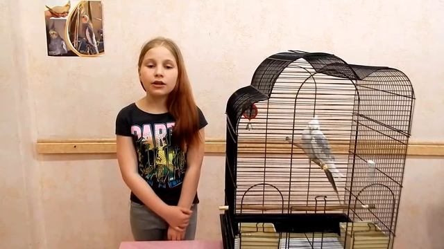 Попугаи Корелла - уход и содержание смотреть онлайн