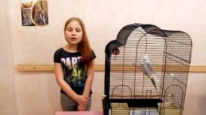 Попугаи Корелла - уход и содержание