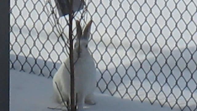 #Hares #Rabbit #Chew untreated rose branches, leaves and flowers are very tasty on March 02 2021 смотреть онлайн