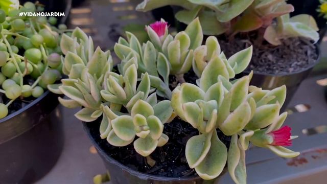 3 SUCULENTAS VARIEGATAS para VOCÊ TER em CASA смотреть онлайн