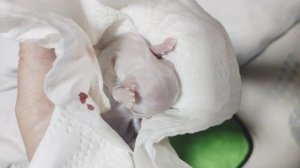 Рождение щенков Мальтийской болонки ♥️ #рождениещенков #malteser #купитьщенка #мальтийскаяболонка