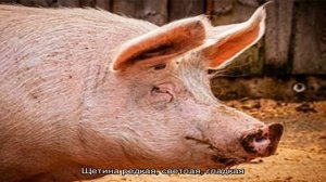 Все о крупной белой породе свиней – в чем секрет популярности