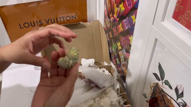 Variegated starter pack cuttings succulents смотреть онлайн