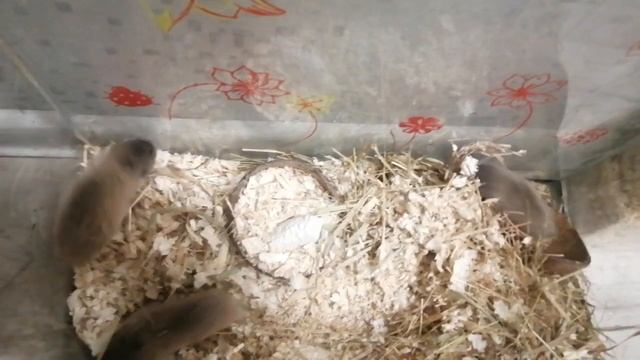 Слепушонки смотреть онлайн