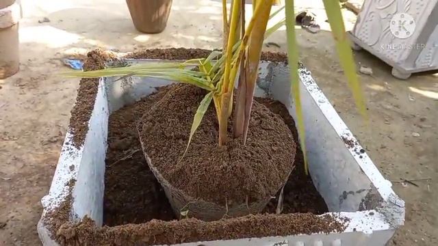 Golden palm repotting || Golden cane palm repotting || Royal palm repotting || Golden areca palm смотреть онлайн