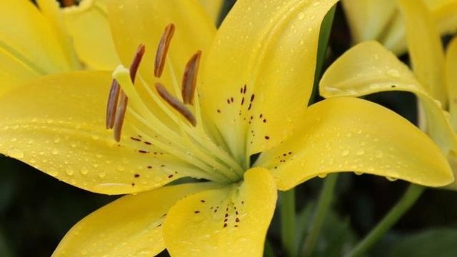 All About Lilies // Different Lily Types For Your Flower Garden