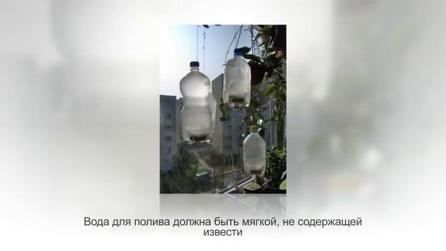 ПАПОРОТНИКИ в домашних условиях. Виды и уход смотреть онлайн