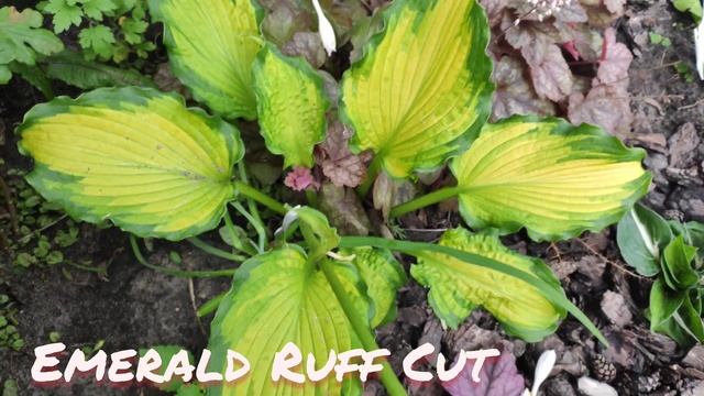 Невероятная красотка хоста Emerald Ruff Cup