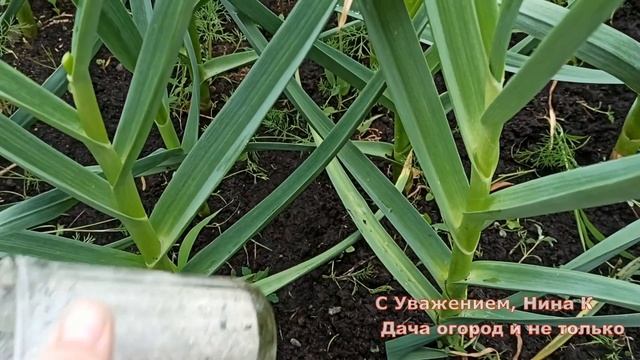 ЧЕСНОК ТОЛСТЕЕТ НА ГЛАЗАХ! ОРГАНИЧЕСКАЯ ПОДКОРМКА ЧЕСНОКА. Удобрение из Золы в Июне, Июле. смотреть онлайн