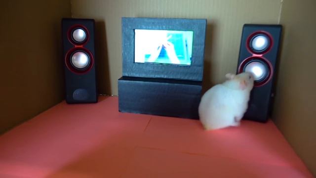 Cardboard hamster house ? My funny pet hamsters in 2-level playground ? Homura Ham смотреть онлайн