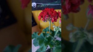 Пеларгония ив-Королева Бирмы