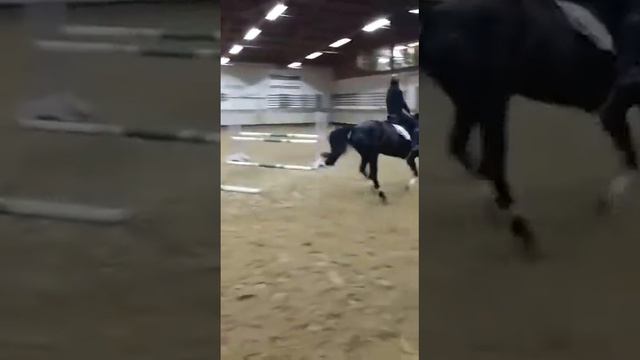 Stalypso x Grannus/Argentinus смотреть онлайн