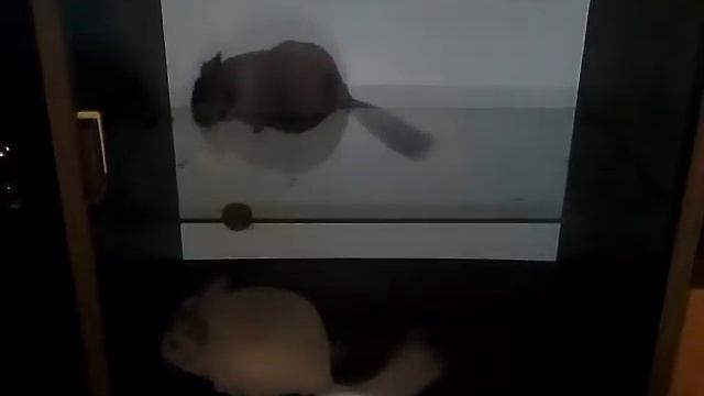 СМОТРЕТЬ ВСЕМ! Смешное видео! Шиншиллята играются / Fanny chinchilla смотреть онлайн