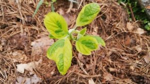 Гортензия древовидная Golden Annabelle