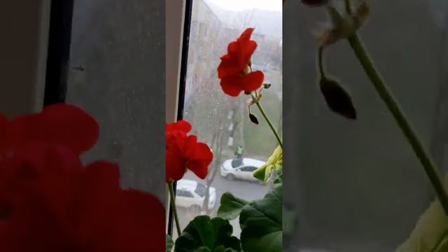 19.о4.2022 год.  ПЕЛАРГОНИЯ.            ПУРПУРНАЯ.