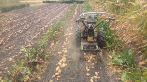 СУПЕР КАРТОФЕЛЕКОПАЛКА ДЛЯ МОТОБЛОКА. Уборка картофеля самодельной картофелекопалкой ЧАСТЬ №2...