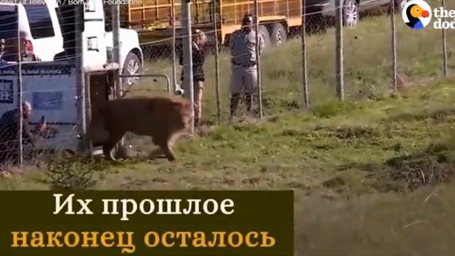 Не покупайте билеты на шоу с животными!!! смотреть онлайн