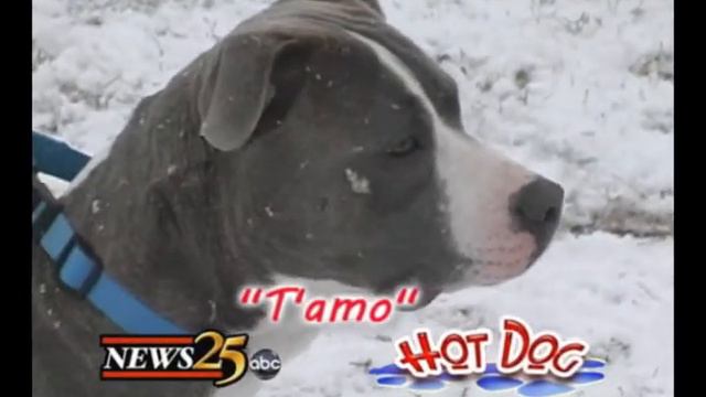 T'amo - 1yr 3mo Terrier, American Staffordshire / Mix смотреть онлайн