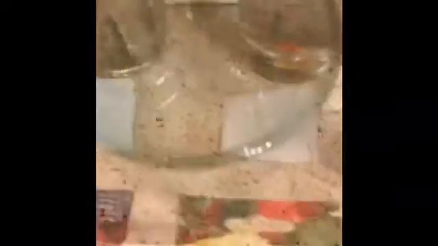 Сажаем томаты на рассаду. Проверка семян на всхожесть. 100% всхожесть. смотреть онлайн