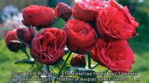 Роза Ред пиано