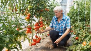 Томат "Евпатор F1" - гарантированный урожай. Для новичков и профи.