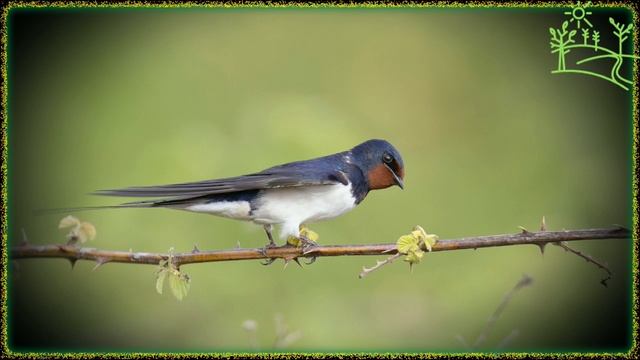 Голоса птиц Как поёт Деревенская ласточка (Hirundo rustica) смотреть онлайн