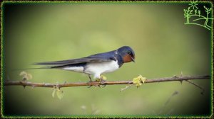 Голоса птиц Как поёт Деревенская ласточка (Hirundo rustica)