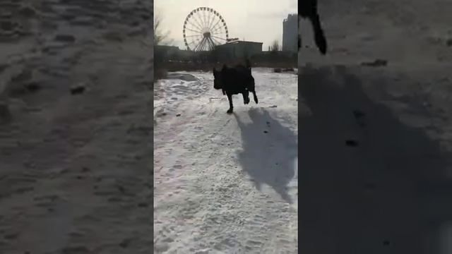 Овчарка Восточно Европейская?очень умная собака ,Остановите свой выбор?? смотреть онлайн