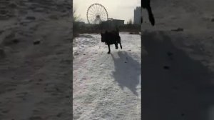 Овчарка Восточно Европейская?очень умная собака ,Остановите свой выбор??