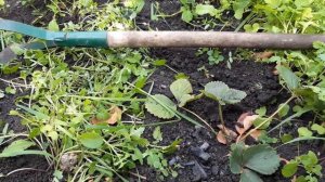 Сидераты выросли.Что делать?