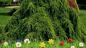 Тсуга канадская ? Обзор: посадка и уход. саженцы, крупномеры тсуги : описание и особенности