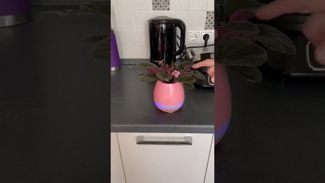 Музыкальный горшочек смотреть онлайн