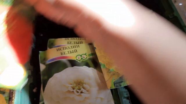 СЕЮ БАРХАТЦЫ И ЦИНИИ НА РАССАДУ. МОЙ МЕТОД ПОСЕВА. смотреть онлайн