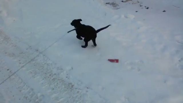 Щенок лабрадор 3 месяца смотреть онлайн