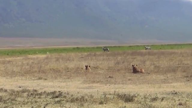 ЛЕВ ПРОТИВ ЗЕБРЫ. КАК ПРОХОДИТ СМЕРТЕЛЬНАЯ БИТВА ? смотреть онлайн