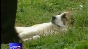 Бувайсар Сайтиев на канале спорт